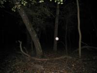 Chicago Ghost Hunters Group investigates Robinson Woods (194).JPG
